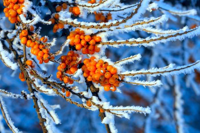 Если на момент вызревания облепихи в утренние часы ударят заморозки, то для сбора ягоды следует под деревом расстелить плотное полотно, на которое в результате ударов по ветвям будут осыпаться подмороженные ягоды
