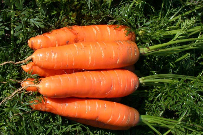 Морковь сорта Нантская подойдет для плотных грунтов