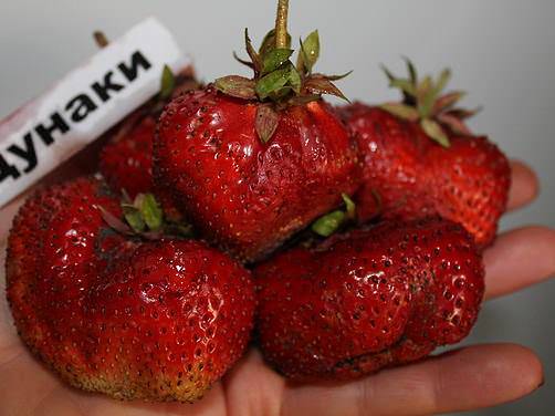 Клубника Цунаки формирует стабильный и высокий урожай очень крупных и красивых ягод