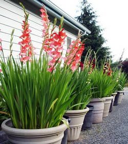 Гладиолус — чудесный цветок, который может украсить любой дом и сад