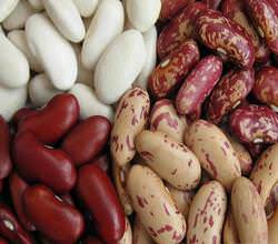 Фасоль относится к типовым растениям из семейства Бобовые