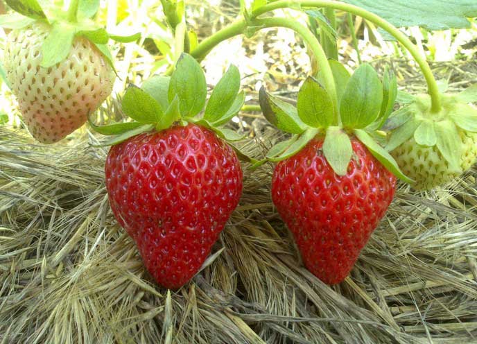 Отличное ягодообразование сорта «Аромас» наблюдается даже в жаркий и засушливый период