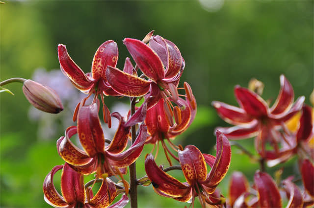 Лилии – одни из самых давних культивируемых растений