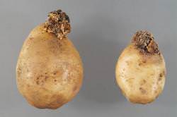 Рак картофеля является одной из наиболее опасных болезней