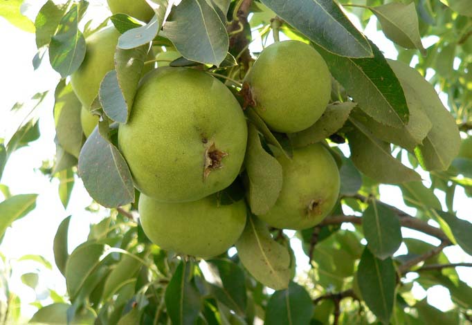 Период съемной зрелости плодов сорта «Феерия» приходится на первую декаду сентября