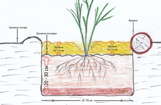 При осуществлении посадки корневую шейку можжевельника следует располагать на одном уровне с краями посадочной ямы
