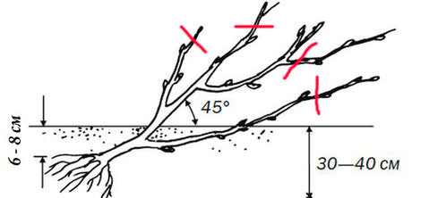 Правильное высаживание предполагает заглубление корневой шейки примерно на 6-8 см