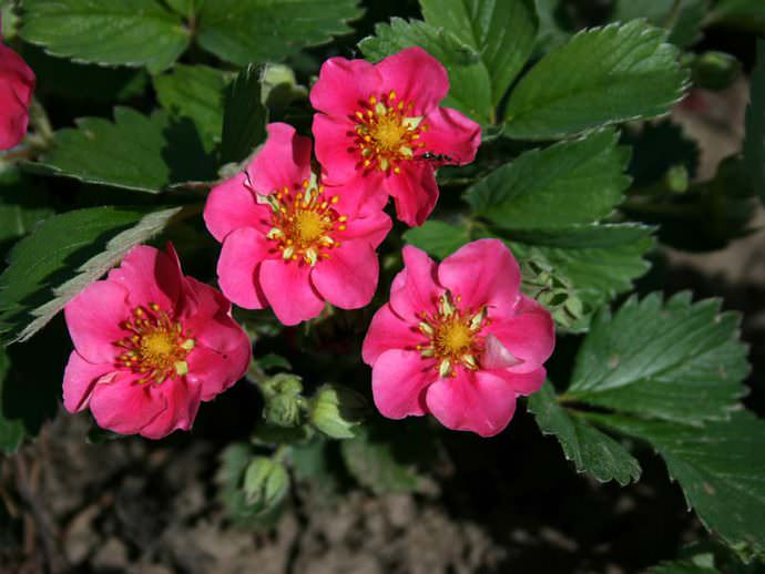 Цветение сорта «Лизонька F1» обильное, цветки ярко-розовые, с ароматом садовой фиалки