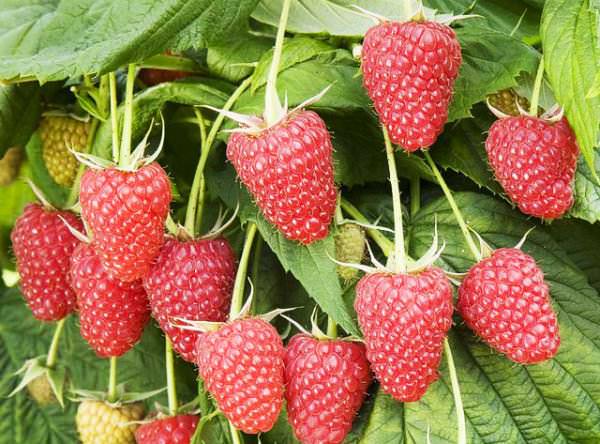 Полностью вызревшие ягоды сорта Атлант способны продолжительное время оставаться на кустах без поражения гнилями и осыпания