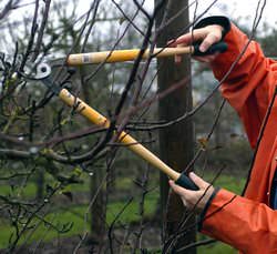 Обрезка плодовых деревьев весной является одним из важных агротехнических мероприятий