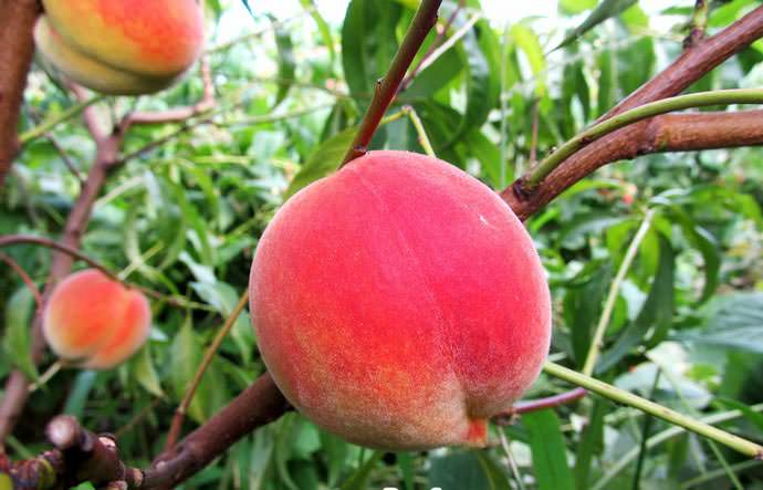 Персики «Харнас» полностью вызревают в последних числах июля или первой декаде августа