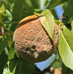 Некоторые заболевания могут в значительной мере влиять на урожайность персика