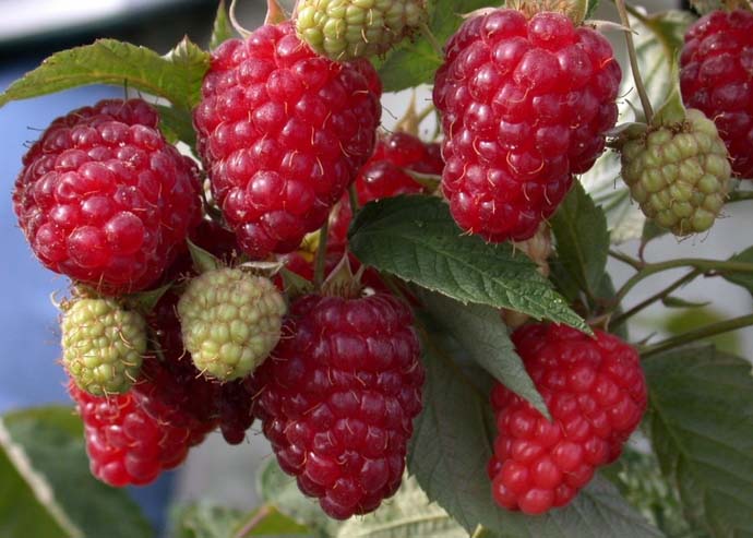 Малина «Элегантная» радует садоводов богатым урожаем вкусной ягоды, которая легко отделяется от плодоложа и хорошо переносит транспортировку