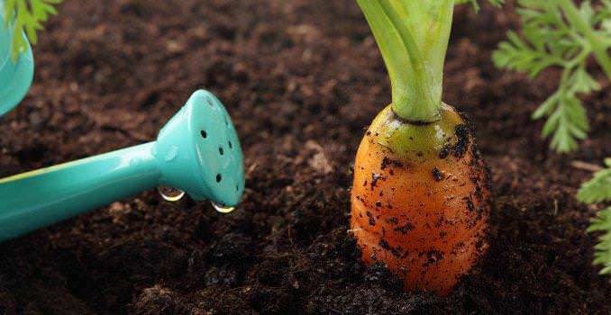 На каждом этапе выращивания моркови обязателен полив