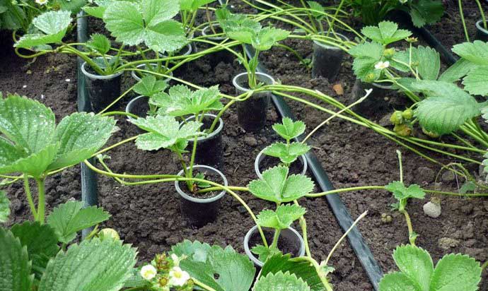 Садовая земляника «Диамант» выращивается из розеток, сформированных на усах маточных растений