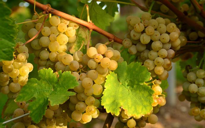 Правильный уход за виноградом в течение года