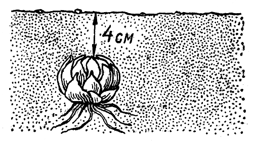Лилия восточная посадка и уход в открытом грунте в сибири