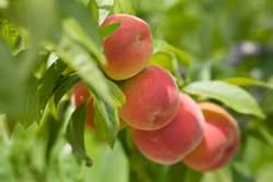 Правильное выращивание персика позволяет получать достаточно высокую урожайность