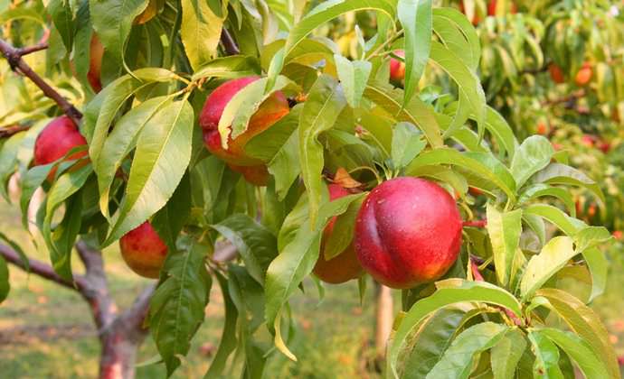 Нектарин является популярной разновидностью персика и характеризуется гладкой, как у садовой сливы, кожицей