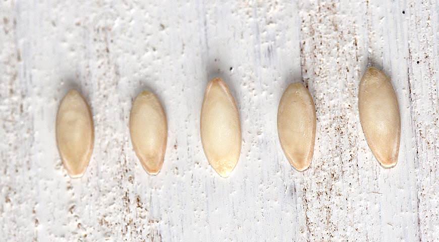 При выращивании огурцов в пластиковой таре следует придерживаться основных правил подготовки семян