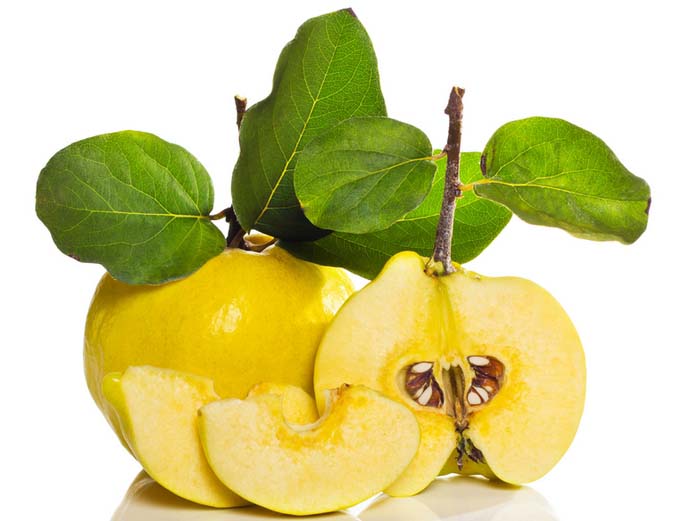 Айва: полезные свойства плодов, листьев, употребление при похудении, грудном вскармливании, применение в косметологии, противопоказания
