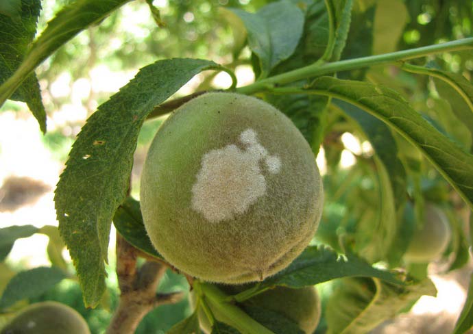 Мучнистая роса – грибное заболевание, которое поражает все части персика, кроме ствола и крупных ветвей