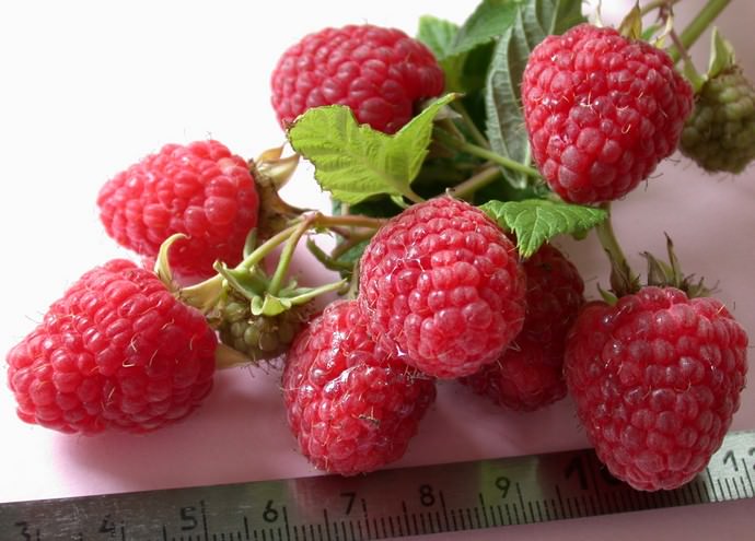 При высокой агротехнике и благоприятном климате каждый продуктивный куст малины Крепыш образует 3,5 кг ягод и более
