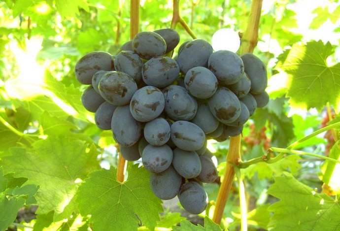 Ягоды винограда Руслан считаются очень полезными, так как содержат большое количество микроэлементов и витаминов