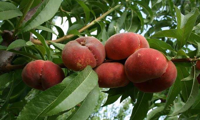 Инжирный персик характеризуется хорошими показателями урожайности