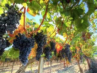 Как ухаживать за виноградом в подмосковье