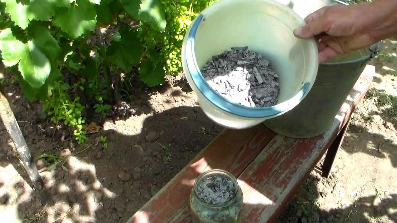 Ежегодно весной для лучшего развития плодов в почву добавляют сернокислый магний
