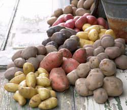 Картофель — одна из самых популярных культур
