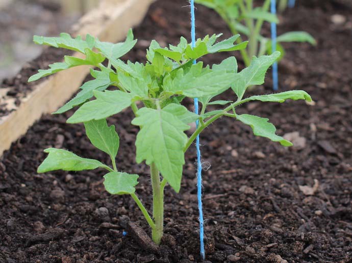 Стандартный способ высаживания томатной рассады предполагает расположение растений рядами
