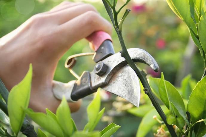 Проведение регулярной правильной обрезки дерева сорта «Дюймовочка» способствует хорошему плодоношению