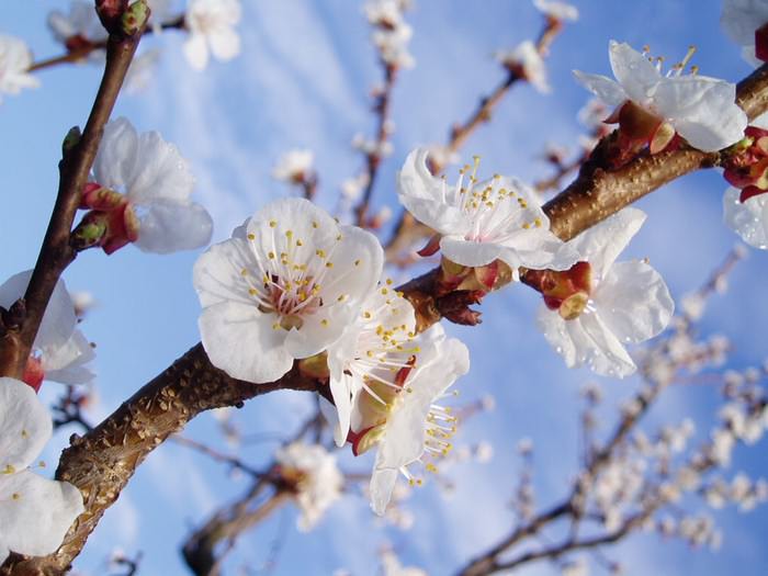 Цветение абрикосов приходится на период с марта по апрель включительно
