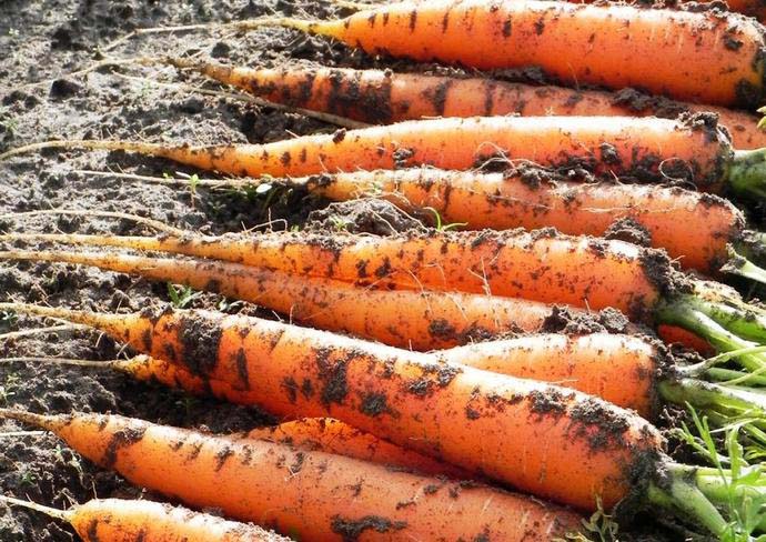У созревшей моркови сердцевина достаточно тонкая и окрашена в тот же цвет, что и поверхностная часть