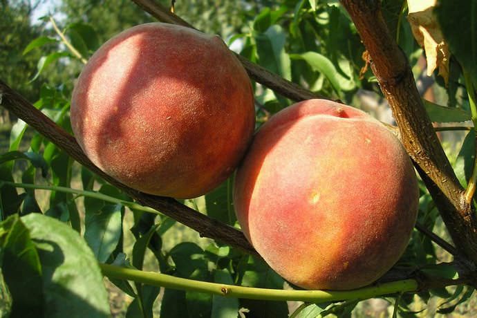 Лучшие сорта персика в украине: посадка и уход