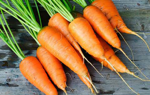 Морковь Каротель относится к среднеранним высокоурожайным сортам