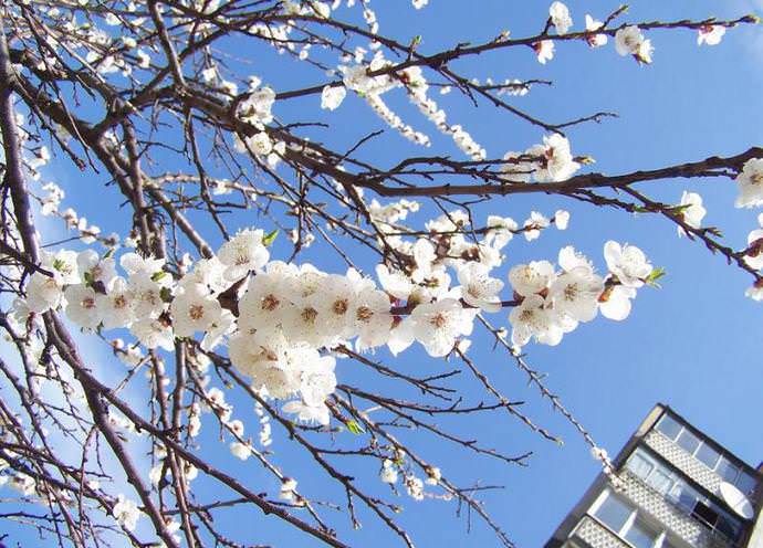 Цветение абрикоса «Водолей» обильное, относительно мелкими белыми цветками