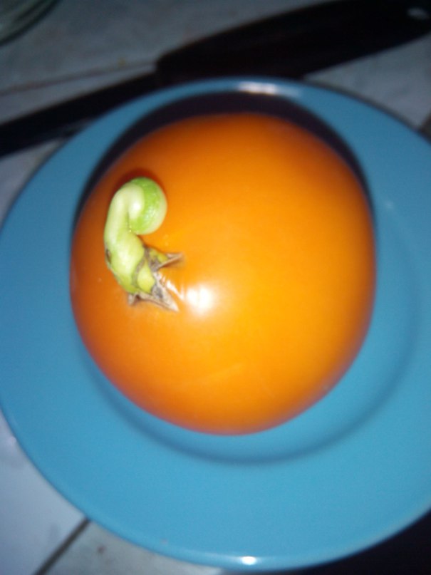 Томат Золотой Кенигсберг вырос с поросячьим хвостиком