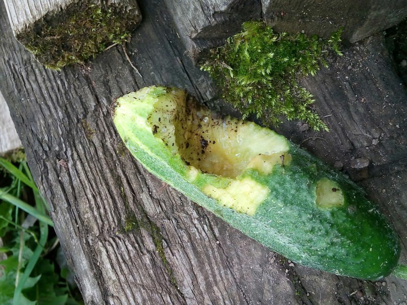 Кто ест огурцы в теплице