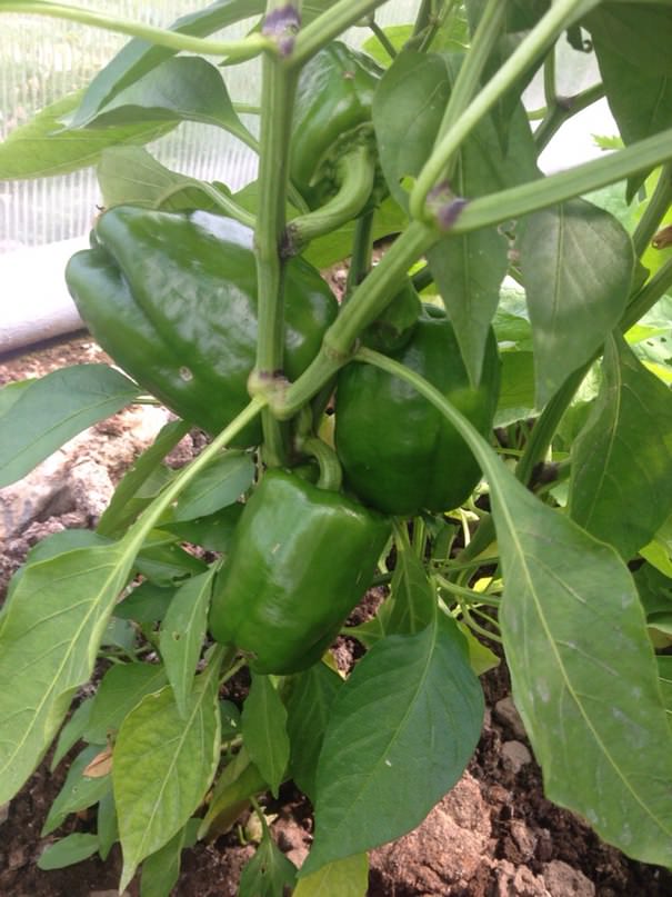 Нужно ли снимать крупные перцы и помидоры с куста, не дожидаясь созревания