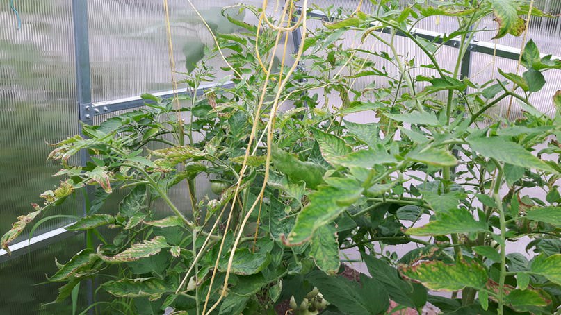 Почему сохнут и желтеют листья томатов