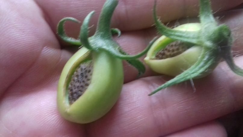 Что образовалось на помидорках