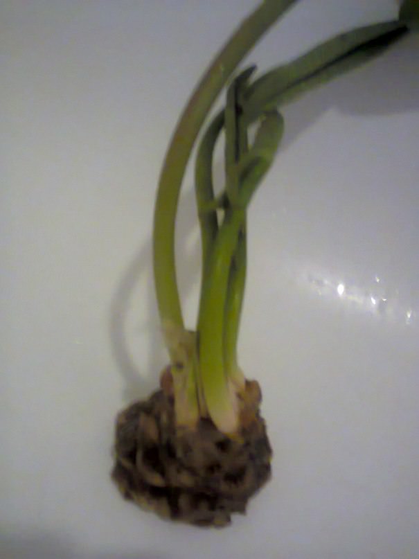 Выращивание водяной лилии из луковицы