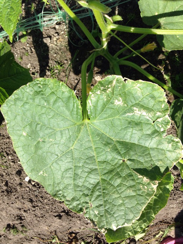 Почему на огурцах появляются светлые пятна