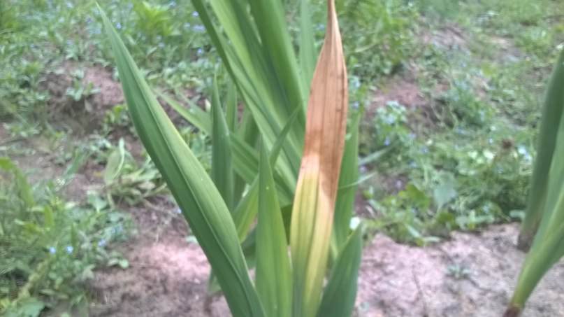 Почему у гладиолуса сохнут листья