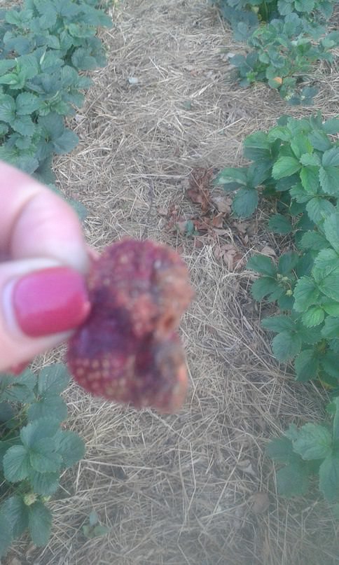 Кто из вредителей может есть ягоды клубники