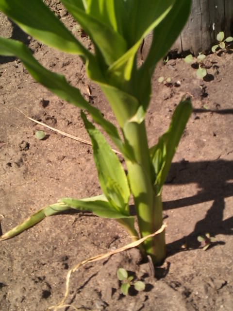 Что делать с отростками у кукурузы