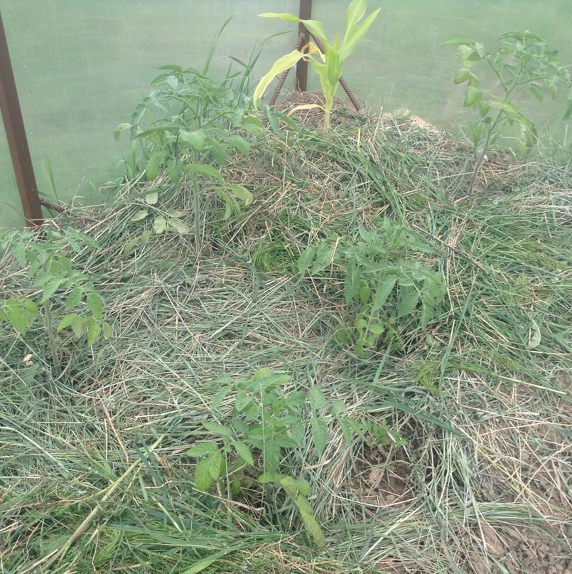 Чем подкормить клубнику, дыню, огурцы и помидоры